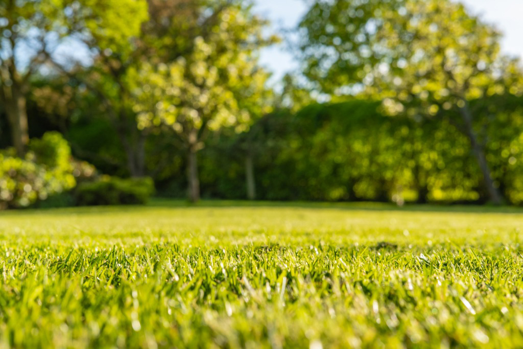 Lawn Mowing/Lawn Cleanup