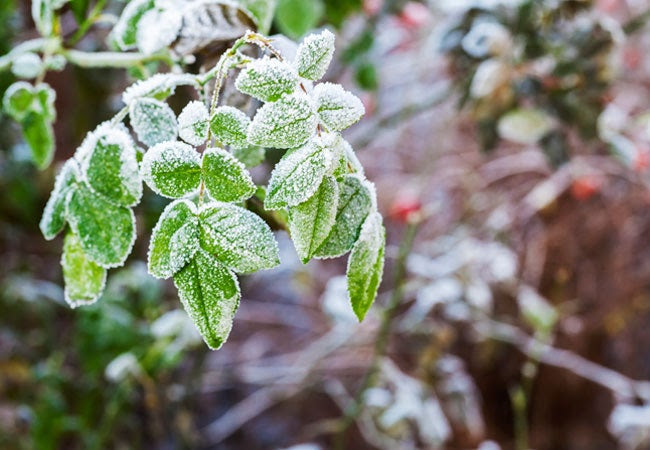 Frost protection for your plants