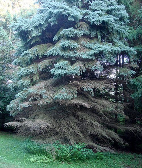 Diseased Blue Spruce tree