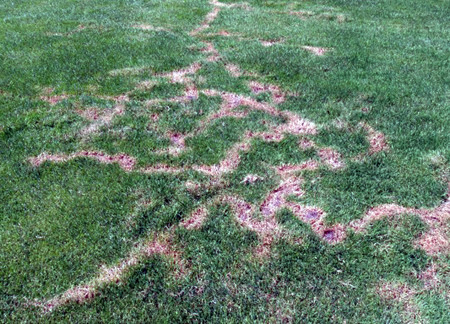 Signs of mole damage in a yard.